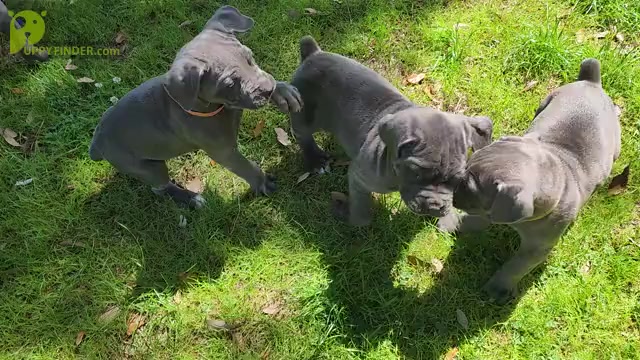 Video preview image #4 Cane Corso Puppy For Sale in WEST MONROE, LA, USA