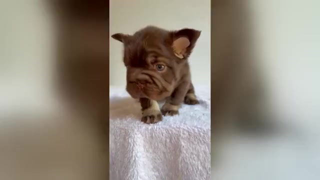 Video preview image #5 French Bulldog Puppy For Sale in SAN DIEGO, CA, USA