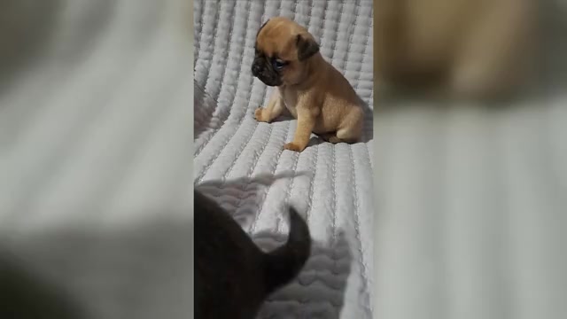 Video preview image #1  Breeder Profile in NEW BERN, NC, USA