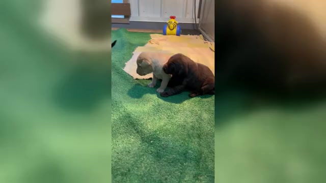 Video preview image #1 Labrador Retriever Puppy For Sale in FREDERICKSBG, OH, USA