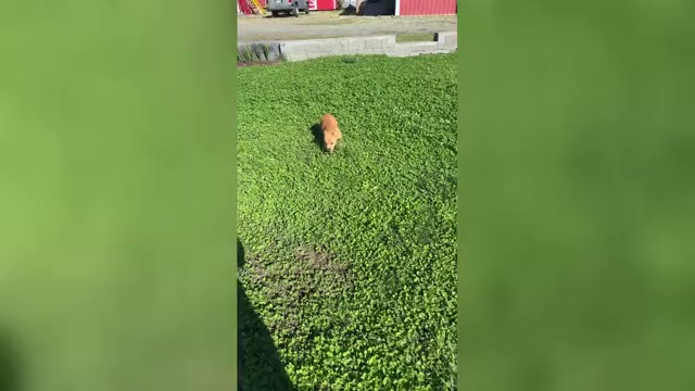 Video preview image #6 American Bully Puppy For Sale in PUYALLUP, WA, USA