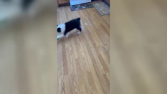 Video preview image #2 Australian Shepherd Puppy For Sale in COTOPAXI, CO, USA
