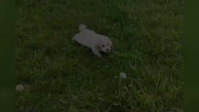 Video preview image #1 Maltipoo Puppy For Sale in WARSAW, IN, USA