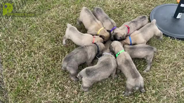 Video preview image #1 Mastiff Puppy For Sale in HOCKLEY, TX, USA