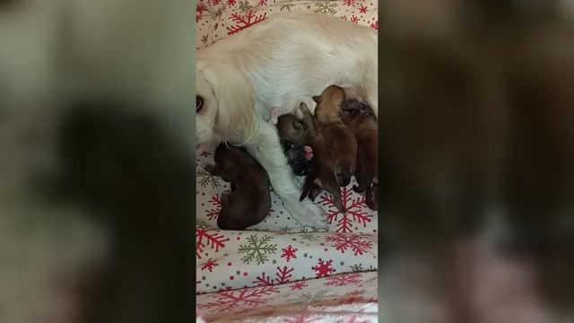 Video preview image #1 Shih Tzu Puppy For Sale in FANNING SPGS, FL, USA