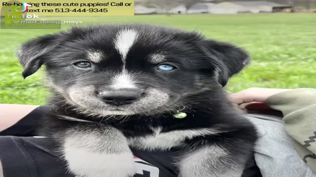 Video preview image #1 Goberian Puppy For Sale in MAINEVILLE, OH, USA