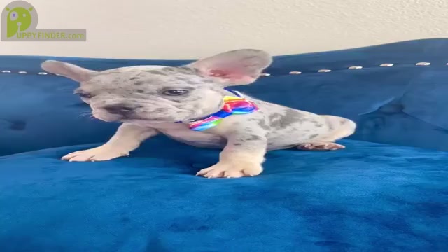 Video preview image #1 French Bulldog Puppy For Sale in COLUMBUS, OH, USA