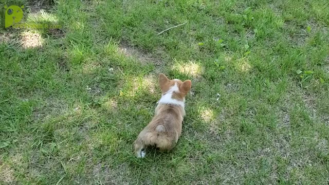 Video preview image #1 Pembroke Welsh Corgi Puppy For Sale in CLARK, MO, USA