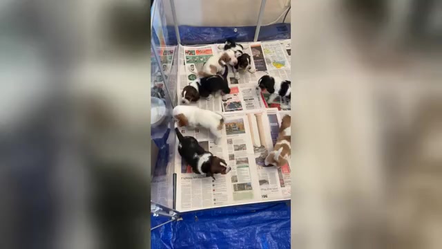 Video preview image #1 Basset Hound Puppy For Sale in VERNON ROCKVILLE, CT, USA