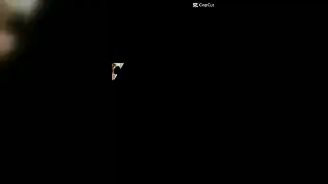 Video preview image #2 Yorkshire Terrier Puppy For Sale in DETROIT, MI, USA