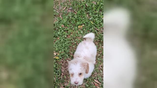 Video preview image #1  Breeder Profile in GASTONIA, NC, USA