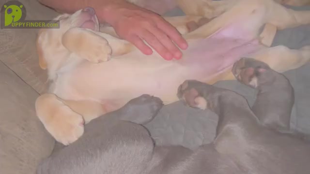 Video preview image #3  Breeder Profile in MORGAN, TX, USA
