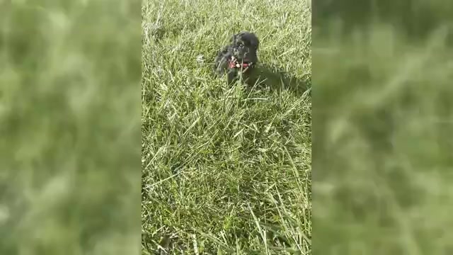 Video preview image #1 Maltipoo Puppy For Sale in WARSAW, IN, USA