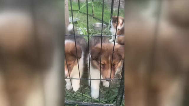 Video preview image #1  Breeder Profile in MC CORDSVILLE, IN, USA