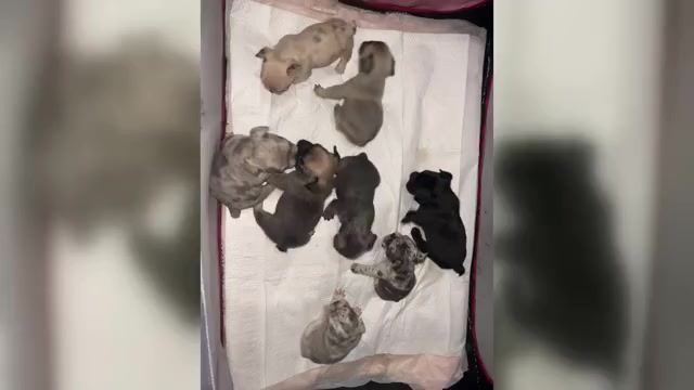 Video preview image #4 French Bulldog Puppy For Sale in NEW BEDFORD, MA, USA