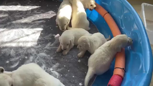 Video preview image #1 English Cream Golden Retriever Puppy For Sale in SIMPSONVILLE, SC, USA