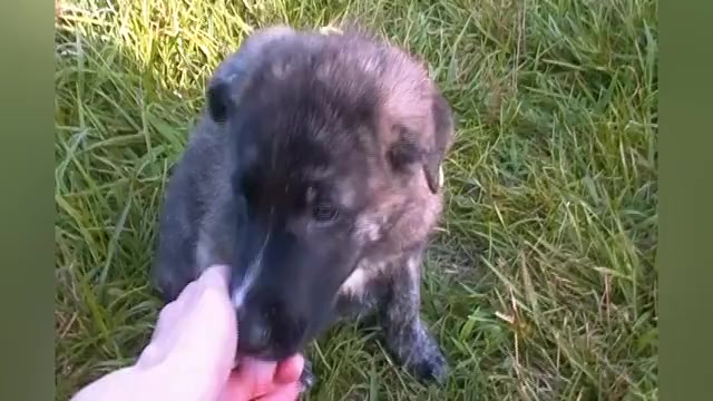 Video preview image #1 German Shepherd Dog Puppy For Sale in PIEDMONT, MO, USA