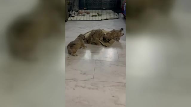 Video preview image #2 Maltipoo (Miniature) Puppy For Sale in PALMDALE, CA, USA