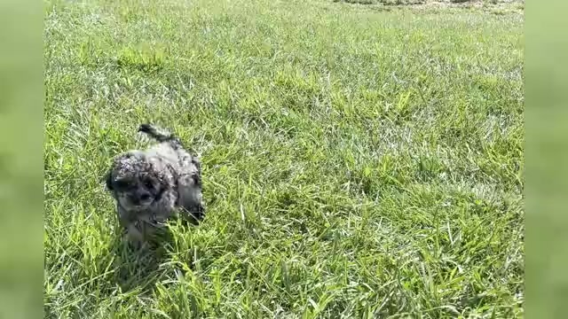 Video preview image #1 Poodle (Toy) Puppy For Sale in WARSAW, IN, USA