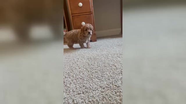 Video preview image #2 Cavapoo (Miniature) Puppy For Sale in SPARTANBURG, SC, USA