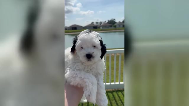 Video preview image #11 Miniature Bernedoodle Puppy For Sale in AUBURNDALE, FL, USA