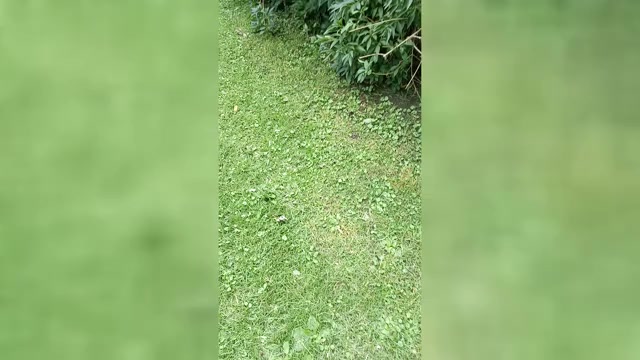 Video preview image #6 Labrador Retriever Puppy For Sale in DES MOINES, IA, USA