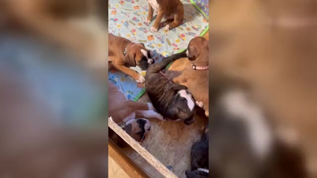 Video preview image #1 Boxer Puppy For Sale in EUREKA, IL, USA