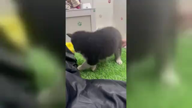 Video preview image #1 Pomsky-Shiba Inu Mix Puppy For Sale in NASHUA, NH, USA