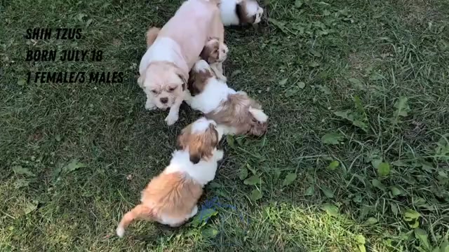 Video preview image #2 Shih Tzu Puppy For Sale in GOSHEN, IN, USA