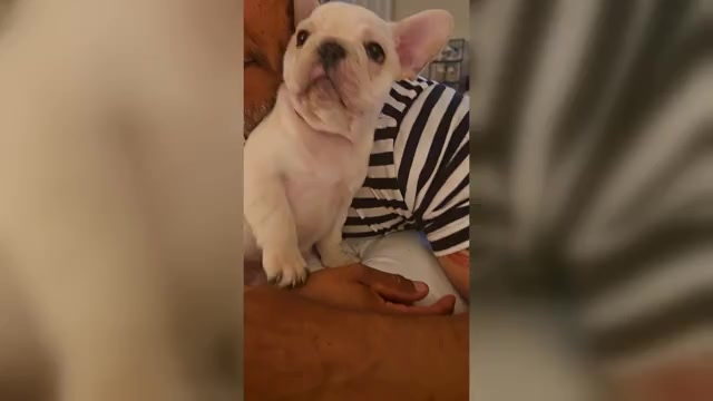 Video preview image #1 French Bulldog Puppy For Sale in SARASOTA, FL, USA