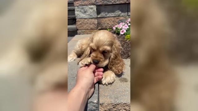 Video preview image #1 Cocker Spaniel Puppy For Sale in CANOGA, NY, USA