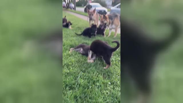 Video preview image #1 German Shepherd Dog Puppy For Sale in VIRGINIA BEACH, VA, USA