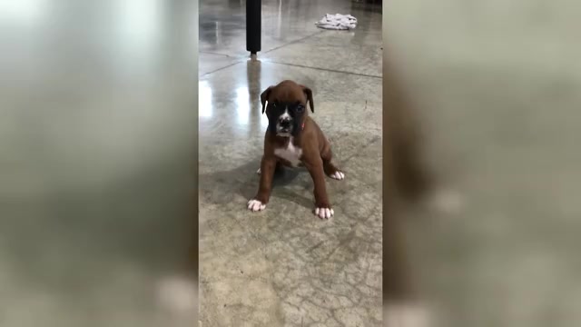 Video preview image #3 Boxer Puppy For Sale in APPLE CREEK, OH, USA