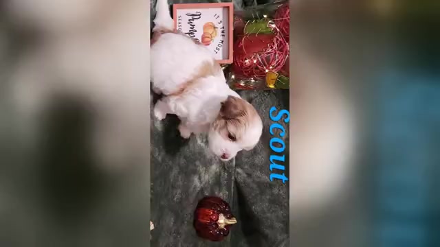 Video preview image #1 Havanese Puppy For Sale in ALBION, PA, USA