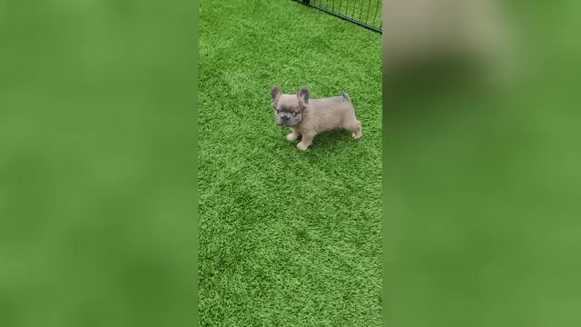 Video preview image #3 French Bulldog Puppy For Sale in LAS VEGAS, NV, USA
