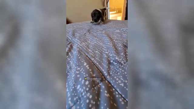 Video preview image #1 Dachshund Puppy For Sale in BLMGTN, IN, USA