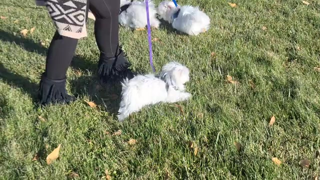 Video preview image #5 Maltese Puppy For Sale in BEAR RIVER, WY, USA
