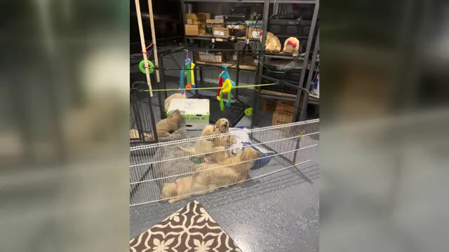 Video preview image #1 Labradoodle Puppy For Sale in FORT LAUDERDALE, FL, USA