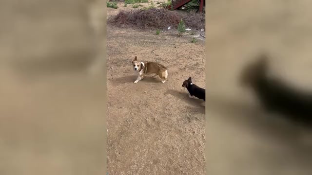 Video preview image #1 Pembroke Welsh Corgi Puppy For Sale in ROMOLAND, CA, USA