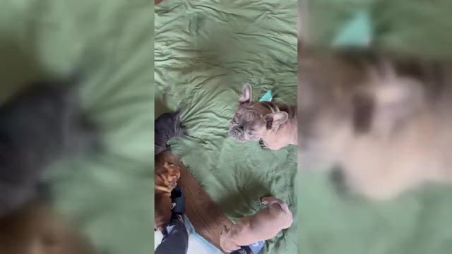 Video preview image #1 American Bully-French Bulldog Mix Puppy For Sale in CHICAGO, IL, USA
