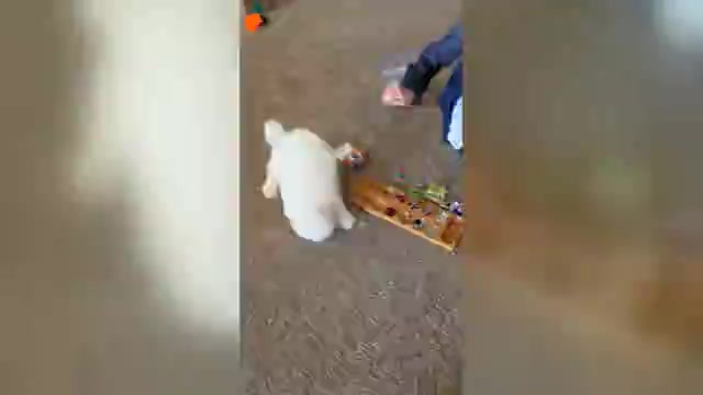 Video preview image #1 Bichon Frise Puppy For Sale in WAYLAND, MI, USA