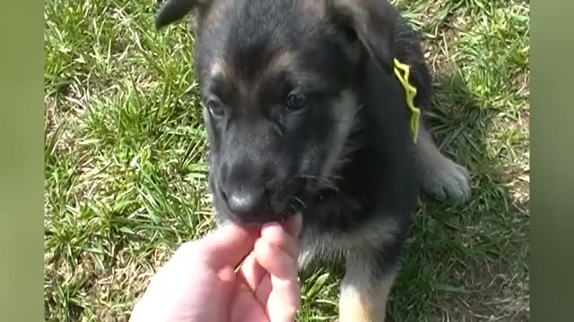 Video preview image #1 German Shepherd Dog Puppy For Sale in PIEDMONT, MO, USA