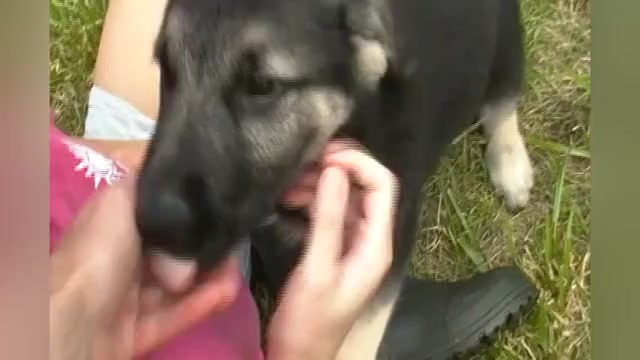 Video preview image #1 German Shepherd Dog Puppy For Sale in PIEDMONT, MO, USA