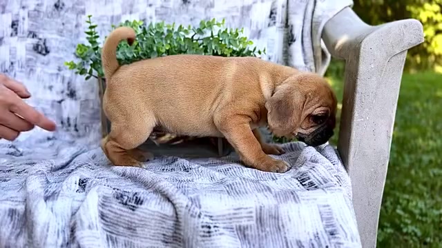 Video preview image #7 Puggle Puppy For Sale in WAKARUSA, IN, USA