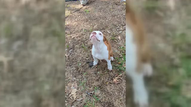 Video preview image #1 Olde English Bulldogge Puppy For Sale in AUSTIN, TX, USA