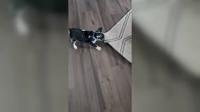 Video preview image #2 French Bulldog Puppy For Sale in GOSHEN, IN, USA