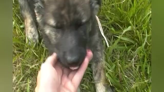 Video preview image #1 German Shepherd Dog Puppy For Sale in PIEDMONT, MO, USA