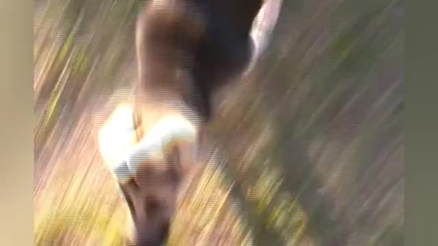 Video preview image #1 German Shepherd Dog Puppy For Sale in PIEDMONT, MO, USA