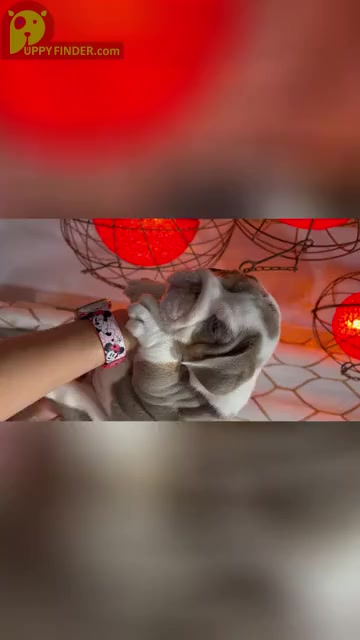 Video preview image #3  Breeder Profile in LAWRENCE, IN, USA