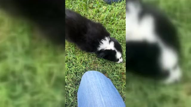 Video preview image #1 Miniature Australian Shepherd Puppy For Sale in BELLVILLE, OH, USA